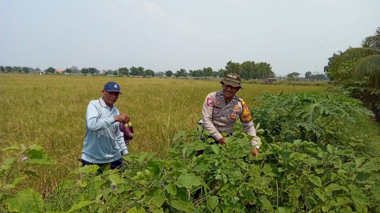 Polsek Tanggulangin Sambangi Pertanian Terong Desa Kalidawir, Dukung Ketahanan Pangan Polresta Sidoarjo